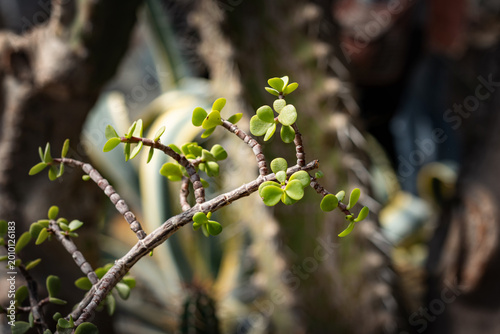 Elephant Bush Portulacaria afra Delicate succulent branch with small green leaves in botanical garden. flower exhibition Flora Olomouc, Czech Republic – April 25, 2026