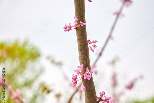 Cercis chinensis branch with pink flowers blooming in spring garden. Close up of Chinese redbud tree stem with blossom. Natural botanical background for seasonal floral design concept.