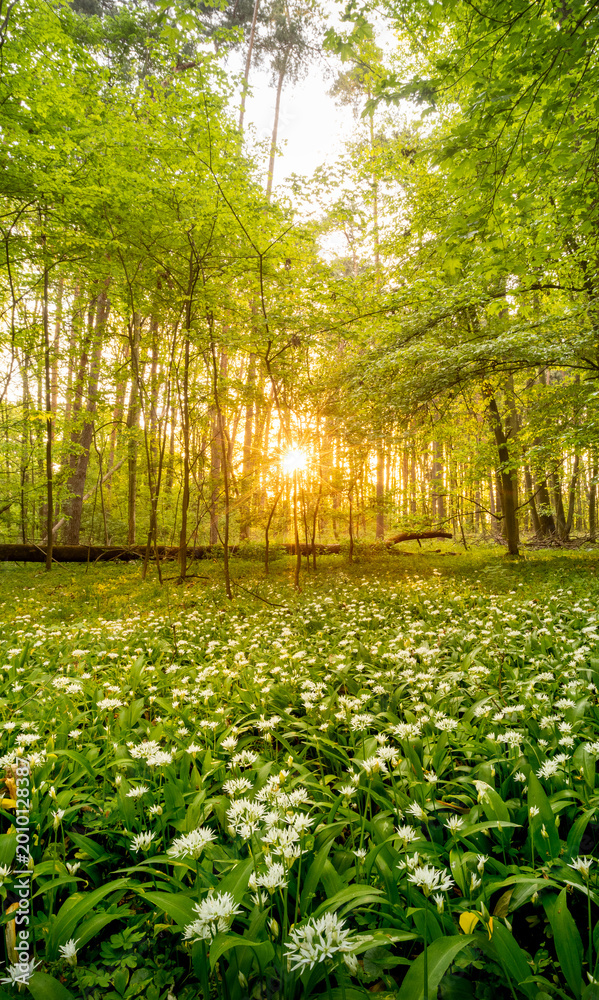 Fototapeta premium Beautiful Spring Forest with White Wild Blooming Garlic