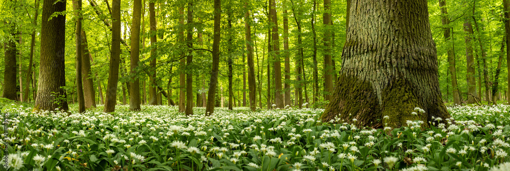 Obraz premium Beautiful Spring Forest with White Wild Blooming Garlic