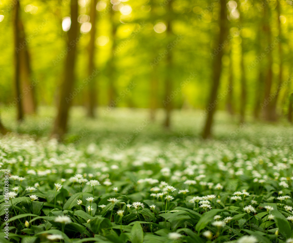 Obraz premium Beautiful Spring Forest with White Wild Blooming Garlic