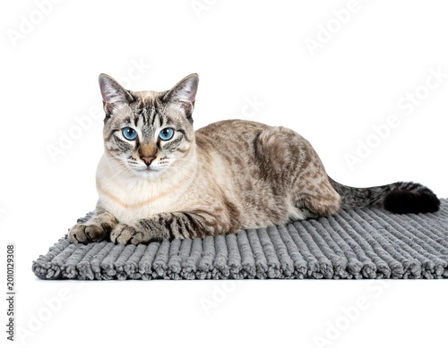 Cat Relaxing.