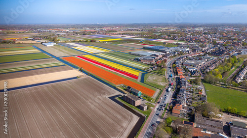 Aerial view of the vibrant tulip fields of Keukenhof with colorful rows of flowers, greenhouses, and residential houses under a clear blue sky in Lisse, Zuid-Holland, Netherlands.