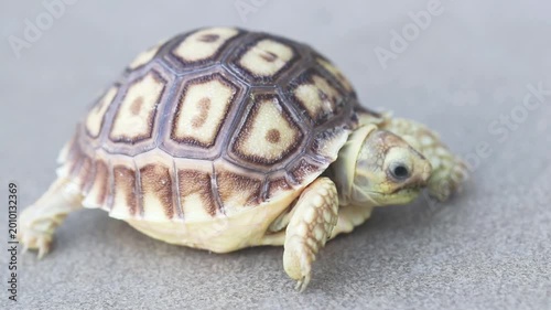 Close-up of a baby tortoise with a patterned shell crawling on a neutral surface, highlighting delicate texture, natural detail, and gentle wildlife charm.