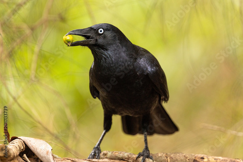 Australian crow with fruit in its beak sitting on branch