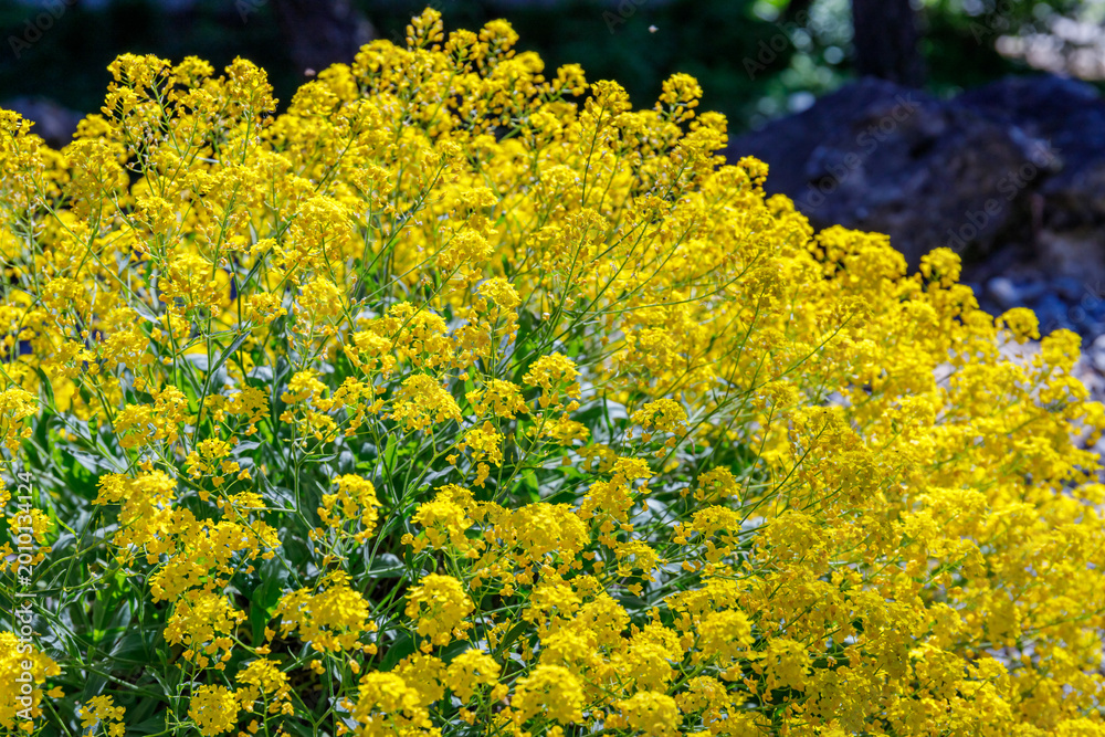 Obraz premium Bright yellow flowers bloom in a natural setting during a sunny day in a garden