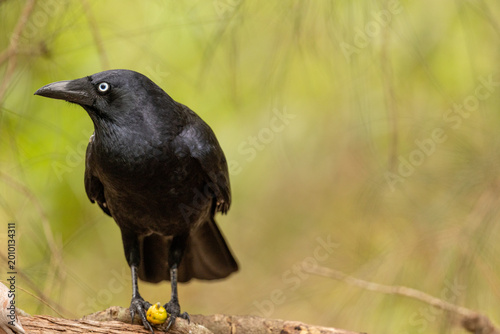 Close up of a Australian raven perched on log with fruit