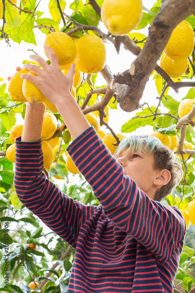 Obraz premium Smiling young boy farmer harvesting, picking lemons in the orchard