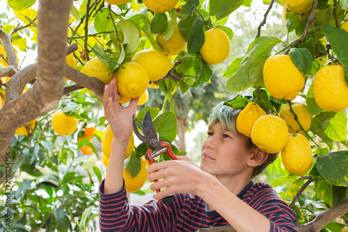 Smiling young boy farmer harvesting, picking lemons in the orchard