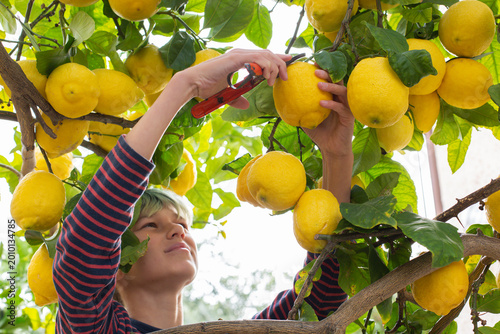 Smiling young boy farmer harvesting, picking lemons in the orchard