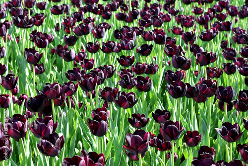 Dark color tulips called Queen of Night blooming in the garden