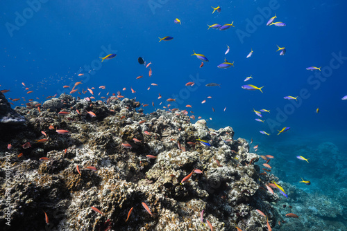 Fotografi Coral reef with anthias fish in deep blue ocean