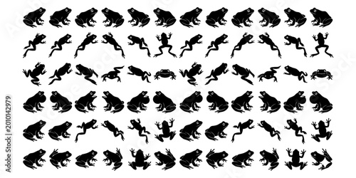 Frog life cycle a visual sequence of development from egg to adult