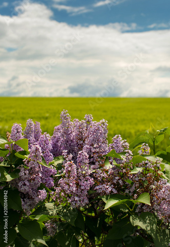 lilac Syringa vulgaris, blooms at the end of spring near the field