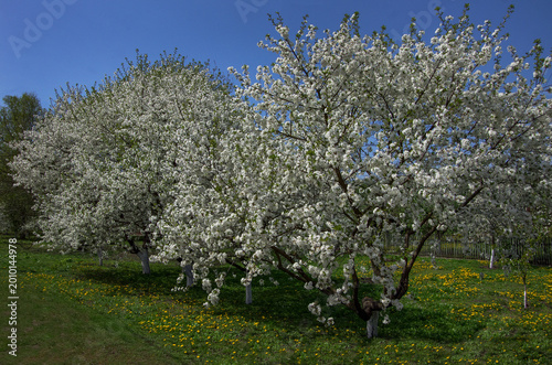 Apple trees with white flowers in spring
