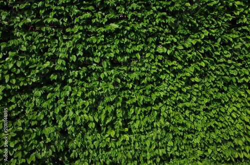 Common hornbeam , wall hedges in landscape design.