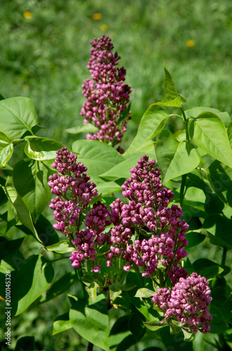 lilac Syringa vulgaris, blooms with leaves at the end of spring