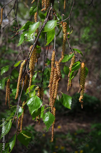 Birch blooms by forming long catkins