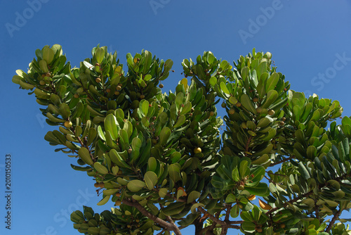  Green leaves and fruit under a blue sky