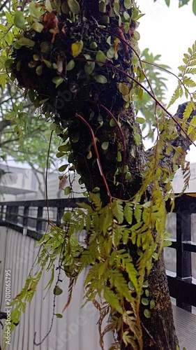 Raindrops Falling on Green Ferns and Epiphytic Plants Growing on a Tree Trunk in a Garden