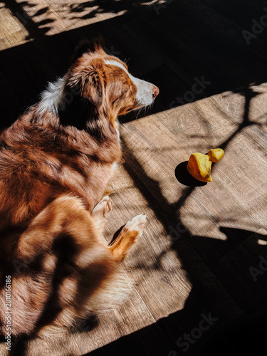 Australian Shepherd resting in warm sunlight beside yellow toy on wooden floor. Cozy pet lifestyle concept for domestic comfort, relaxation and loyal companion moments.