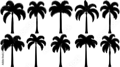 Photos Foxtail palm tree silhouettes in solid black with bushy plume-like fronds and clean shapes, perfect for tropical landscapes, beach themes, branding, self-cleaning, and modern vector design projects