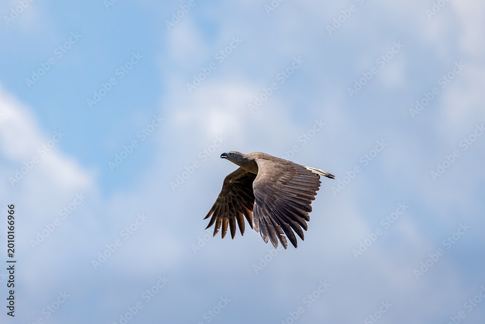 Fototapeta premium Grey headed fish eagle