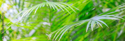Fotografi Close view of green palm leaves swaying gently in the sunlight on a warm day in