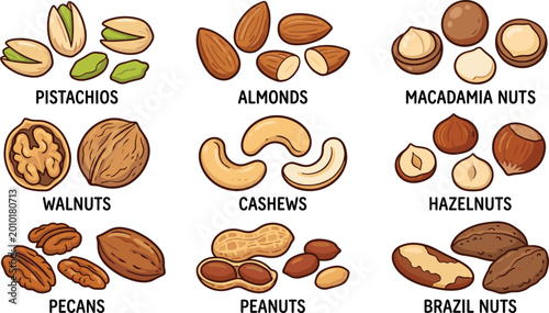 Edible nuts vector set, pistachios almonds macadamia walnuts cashews hazelnuts pecans peanuts brazil nuts illustration