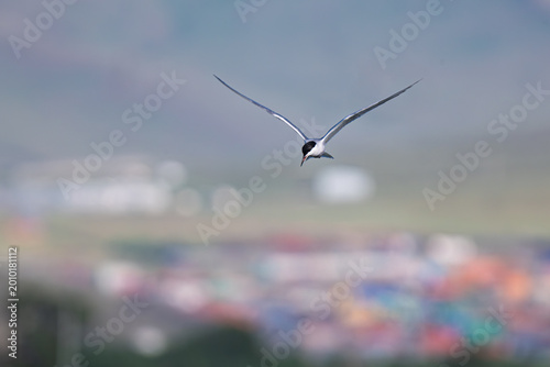 Photos Common Tern hovering and hunting