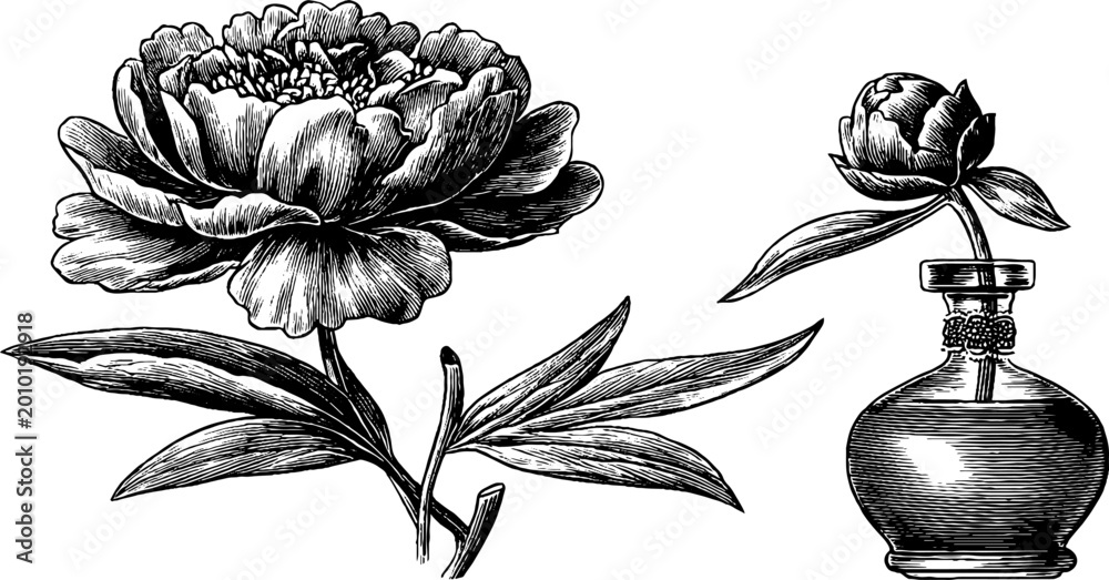 Fototapeta premium Peony bloom and bud illustrated on white background