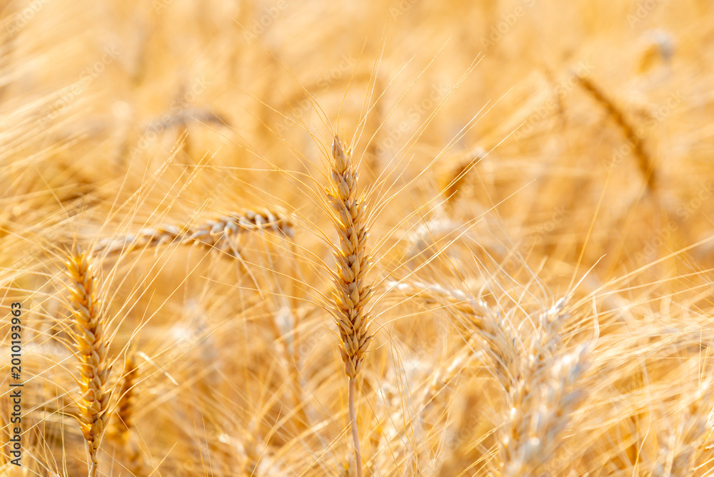 Fototapeta premium Golden wheat ears in a sunlit field. Close up of ripe barley and wheat grain under natural warm sunlight. High quality nature photography.