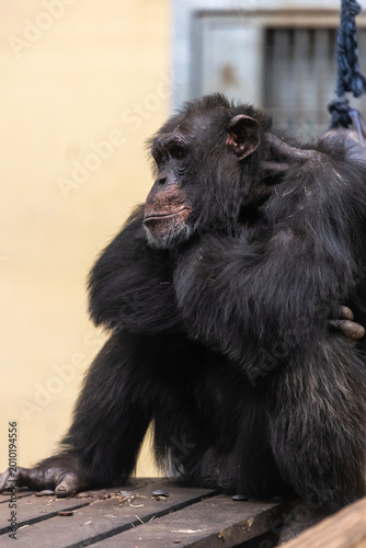Close-up portrait of a chimpanzee sitting in an indoor wildlife habitat. Primate image showing black fur, expressive face and calm natural behavior in a zoo environment.