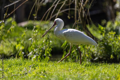 White spoonbill walking through bright green grass in a natural outdoor habitat. Wildlife portrait showing the bird’s long spoon-shaped bill, white feathers and elegant movement in sunlight.