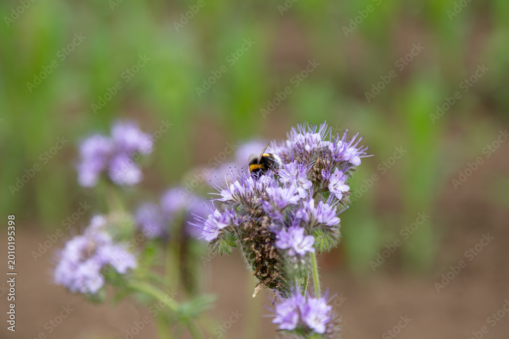 Obraz premium Wild meadow blossoms with bees creating lively aromatic and ecological scene