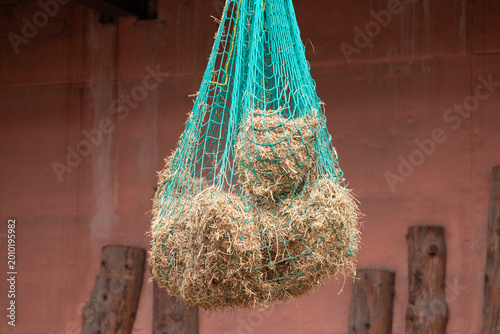 Close-up view of hay stored in a green hanging net inside an animal shelter. Rural farm detail showing animal feed and stable equipment with warm natural tones.