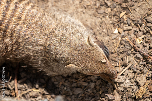 Close-up view of a small mongoose from above walking across dry forest ground. Detailed fur texture and natural earth tones with shallow depth of field in a wildlife setting.