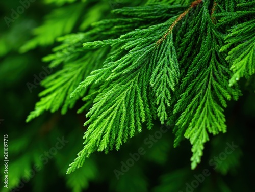 Close-up of Vibrant Green Cedar Tree Needles in Natural Sunlight.