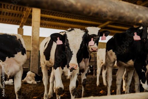 Canvastavla Wide shot of a herd of cows standing inside a barn enclosure on a dairy farm