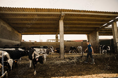 Young farmer interacting with cows inside a livestock barn. Rural agricultural environment showing daily farm work and animal management.