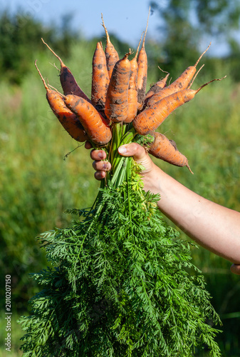 A person holding a bunch of organic raw carrots with soil and green leaves, freshly pulled from the garden on a sunny summer day. Healthy eating, agriculture, and farm-to-table concept