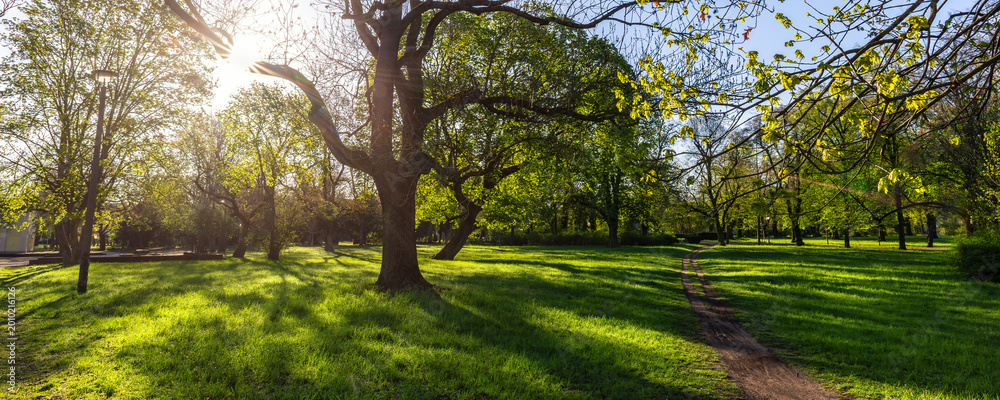 Fototapeta premium Scenic park panorama landscape Magdeburg Germany lush green grass tall trees glowing under warm sunlight. Low angle view captures fresh nature atmosphere, clear blue sky peaceful outdoor environment