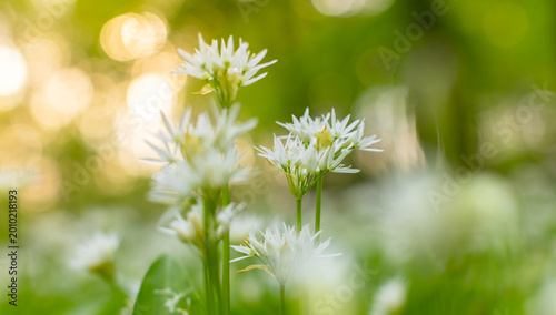 Fotografie Close up macro view of blooming wild garlic flowers in forest with soft golden sunlight and blurred background