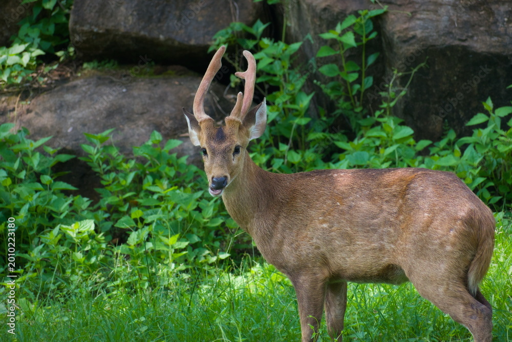 Obraz premium Alert buck standing in green grass against a rocky woodland background.