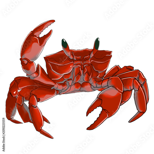 red crab isolated on white background