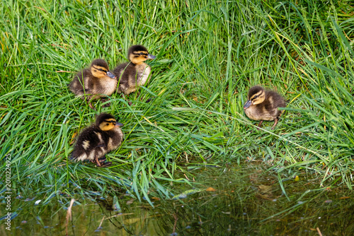 A brood of ducklings