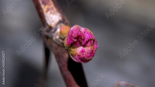 Vitis Vinifera: Close-up of Pink and Green Grape Buds on Brown Branch. Detailed View of Bud Scales and Emerging Leaf Primordia
