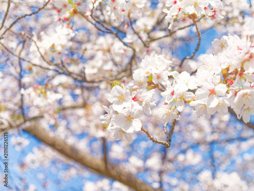 Beautiful White Sakura Flowers Blooming Under a Clear Blue Sky
