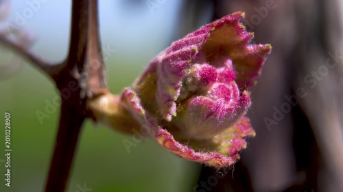 Macro of bud break on a Vitis vinifera grapevine, detailed View of Bud Scales