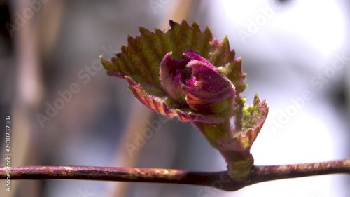 Vitis Vinifera Morphology: Detailed View of Bud Scales and Emerging Leaf Primordia, Macro, 4K